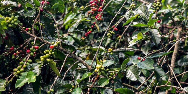 Conab estima produção de 51,8 milhões de sacas de café este ano