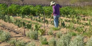 Rendimento de trabalhador rural sobe 5,5% no 1º trimestre