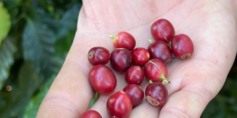 China aprova que 183 novas empresas brasileiras exportem café ao país